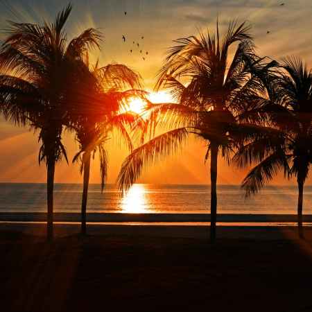 Playa de palmeras